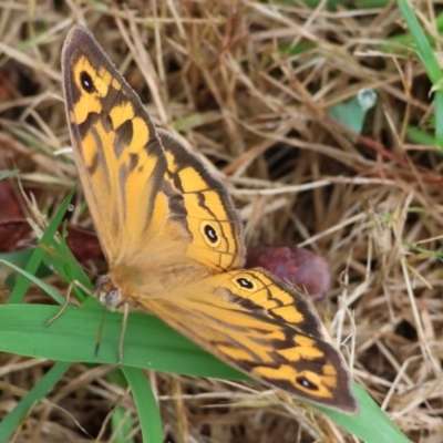 Heteronympha merope (Common Brown Butterfly) at Gordon Craig Park - 30 Nov 2023 by KylieWaldon