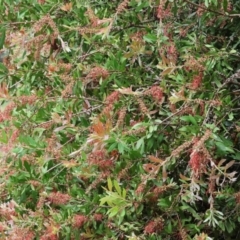 Callistemon (genus) (A Bottlebrush) at Gordon Craig Park - 1 Dec 2023 by KylieWaldon