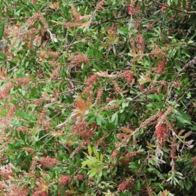 Callistemon (genus) (A Bottlebrush) at Gordon Craig Park - 1 Dec 2023 by KylieWaldon