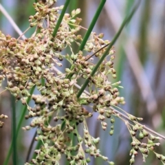 Juncus (genus) (A Rush) at Gordon Craig Park - 1 Dec 2023 by KylieWaldon