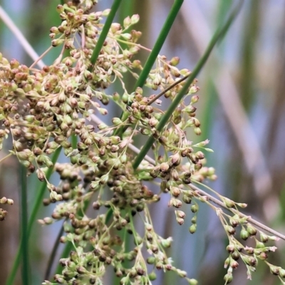 Juncus (genus) (A Rush) at Gordon Craig Park - 1 Dec 2023 by KylieWaldon