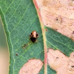 Arsipoda picturata (A flea beetle) at Gordon Craig Park - 1 Dec 2023 by KylieWaldon