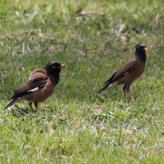 Acridotheres tristis (Common Myna) at Symonston, ACT - 2 Dec 2023 by RodDeb