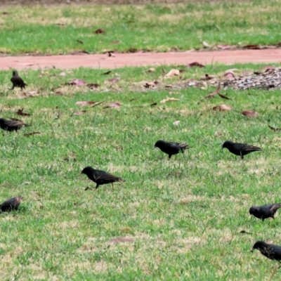 Sturnus vulgaris (Common Starling) at West Wodonga, VIC - 1 Dec 2023 by KylieWaldon