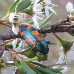 Castiarina scalaris (Scalaris jewel beetle) at Kambah, ACT - 2 Dec 2023 by HelenCross