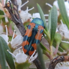 Castiarina scalaris at Mount Taylor - 2 Dec 2023 02:20 PM