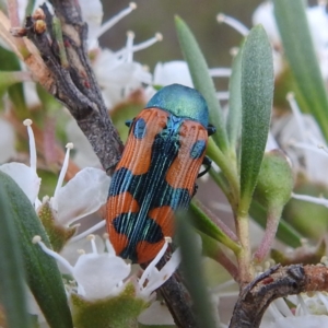 Castiarina scalaris at Mount Taylor - 2 Dec 2023 02:20 PM