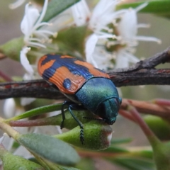 Castiarina scalaris at Mount Taylor - 2 Dec 2023 02:20 PM