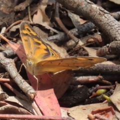 Heteronympha merope (Common Brown Butterfly) at Symonston, ACT - 2 Dec 2023 by RodDeb