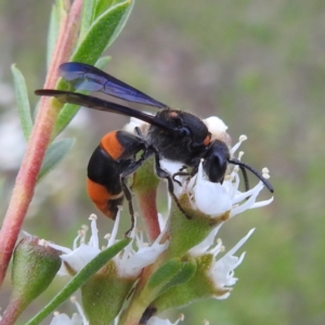 Hyleoides concinna at Mount Taylor - 2 Dec 2023