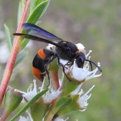 Hyleoides concinna (Wasp-mimic bee) at Kambah, ACT - 2 Dec 2023 by HelenCross