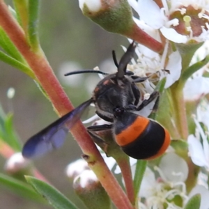 Hyleoides concinna at Mount Taylor - 2 Dec 2023