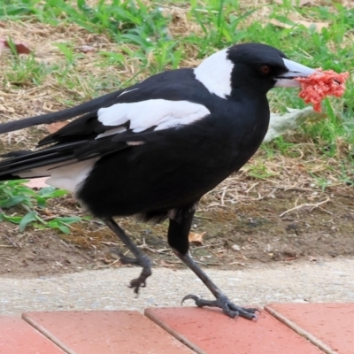 Gymnorhina tibicen (Australian Magpie) at Valentina Gillard Park - 30 Nov 2023 by KylieWaldon