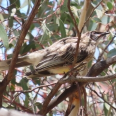 Anthochaera carunculata (Red Wattlebird) at Symonston, ACT - 2 Dec 2023 by RodDeb