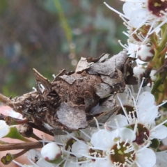 Psychidae (family) IMMATURE (Unidentified case moth or bagworm) at Mount Taylor - 2 Dec 2023 by HelenCross