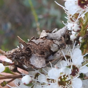 Psychidae (family) IMMATURE at Mount Taylor - 2 Dec 2023 02:26 PM