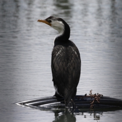 Microcarbo melanoleucos (Little Pied Cormorant) at Symonston, ACT - 2 Dec 2023 by RodDeb