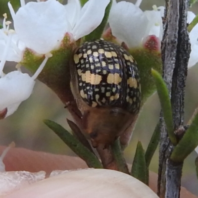 Paropsis pictipennis (Tea-tree button beetle) at Mount Taylor - 2 Dec 2023 by HelenCross