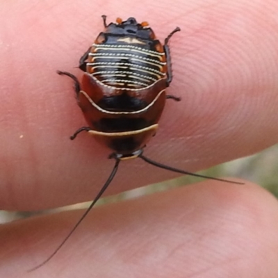 Ellipsidion australe (Austral Ellipsidion cockroach) at Mount Taylor - 2 Dec 2023 by HelenCross