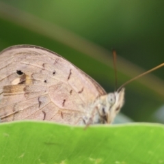Heteronympha merope (Common Brown Butterfly) at Wodonga - 30 Nov 2023 by KylieWaldon