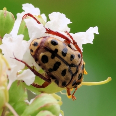 Neorrhina punctata (Spotted flower chafer) at Wodonga - 30 Nov 2023 by KylieWaldon