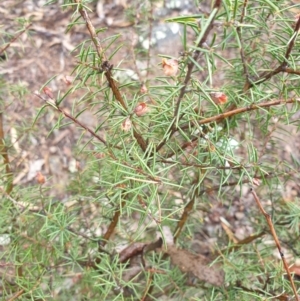 Dillwynia sieberi at Bullen Range - 2 Dec 2023