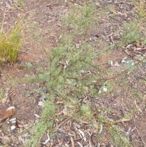 Dillwynia sieberi at Bullen Range - 2 Dec 2023