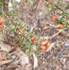 Dillwynia sieberi at Bullen Range - 2 Dec 2023