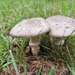 Amanita sp. (Amanita sp.) at QPRC LGA - 1 Dec 2023 by MatthewFrawley