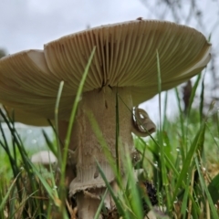 Amanita sp. at QPRC LGA - 2 Dec 2023 08:16 AM