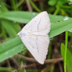 Taxeotis endela (Looper or geometer moth) at QPRC LGA - 2 Dec 2023 by MatthewFrawley