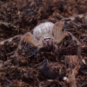 Neosparassus calligaster at Cantor Crescent Woodland, Higgins - 2 Dec 2023