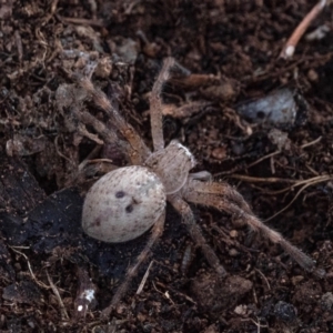 Neosparassus calligaster at Cantor Crescent Woodland, Higgins - 2 Dec 2023