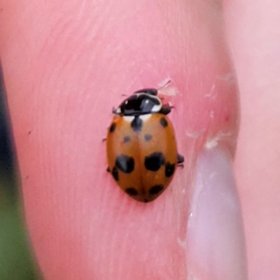 Hippodamia variegata (Spotted Amber Ladybird) at QPRC LGA - 1 Dec 2023 by MatthewFrawley