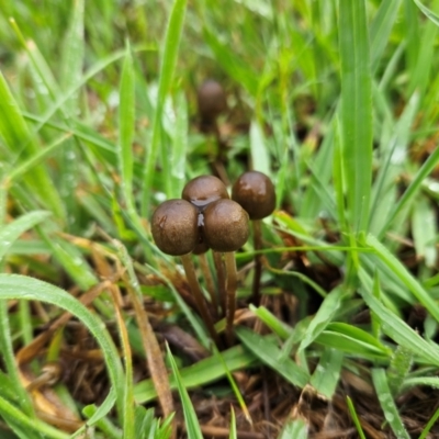 zz agaric (stem; gills not white/cream) at Braidwood, NSW - 1 Dec 2023 by MatthewFrawley