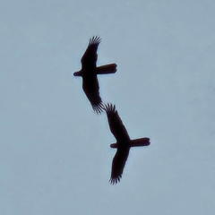 Zanda funerea (Yellow-tailed Black-Cockatoo) at Braidwood, NSW - 1 Dec 2023 by MatthewFrawley