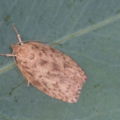 Garrha repandula (a Concealer Moth) at Holt, ACT - 30 Nov 2023 by AlisonMilton