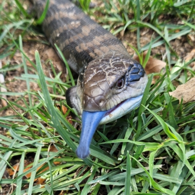 Tiliqua scincoides scincoides (Eastern Blue-tongue) at QPRC LGA - 2 Dec 2023 by MatthewFrawley