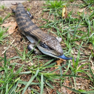 Tiliqua scincoides scincoides at QPRC LGA - 2 Dec 2023