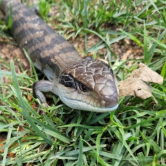 Tiliqua scincoides scincoides at QPRC LGA - 2 Dec 2023 12:56 PM