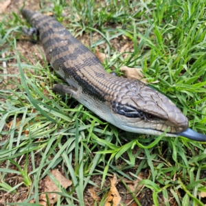 Tiliqua scincoides scincoides at QPRC LGA - 2 Dec 2023