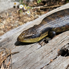 Tiliqua scincoides scincoides (Eastern Blue-tongue) at QPRC LGA - 2 Dec 2023 by MatthewFrawley