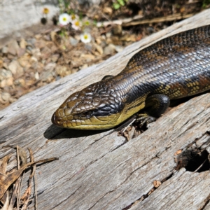 Tiliqua scincoides scincoides at QPRC LGA - 2 Dec 2023