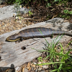 Tiliqua scincoides scincoides at QPRC LGA - 2 Dec 2023