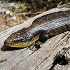 Tiliqua scincoides scincoides at QPRC LGA - 2 Dec 2023