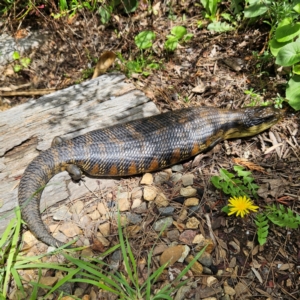 Tiliqua scincoides scincoides at QPRC LGA - 2 Dec 2023