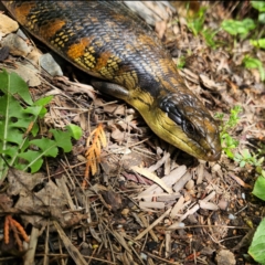 Tiliqua scincoides scincoides at QPRC LGA - 2 Dec 2023