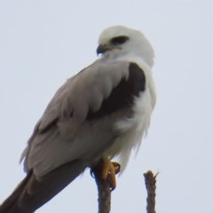 Elanus axillaris (Black-shouldered Kite) at Braidwood, NSW - 2 Dec 2023 by MatthewFrawley