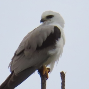 Elanus axillaris at QPRC LGA - 2 Dec 2023