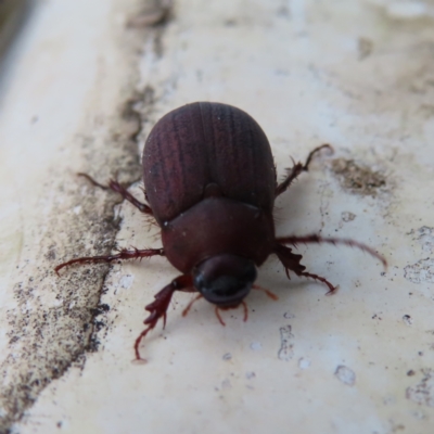 Sericesthis nigrolineata (Dusky pasture scarab) at QPRC LGA - 2 Dec 2023 by MatthewFrawley